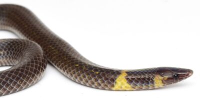 Regardez un étrange serpent « faire la roue » loin du danger à plus de 12 pieds par seconde