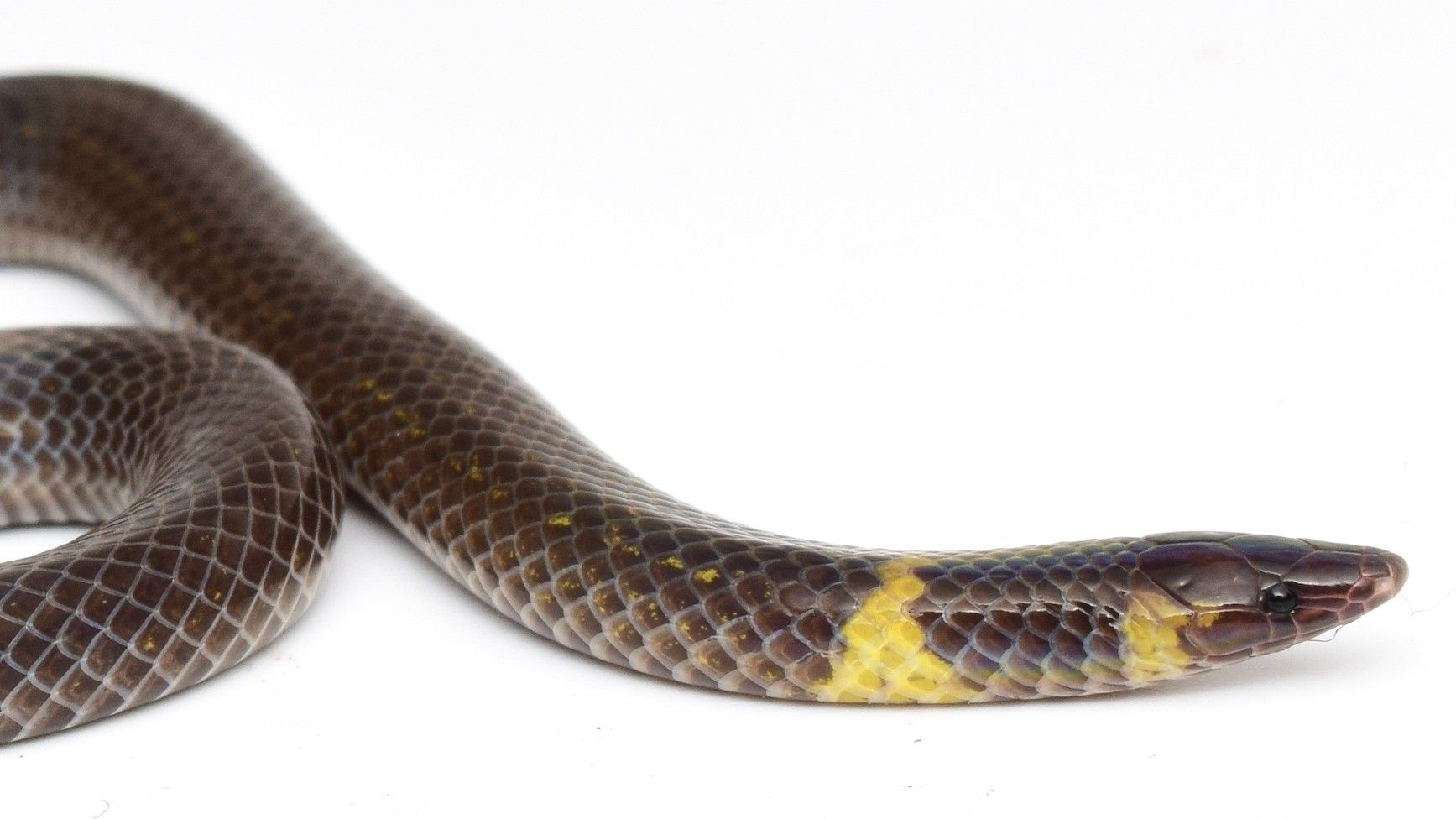 Regardez un étrange serpent « faire la roue » loin du danger à plus de 12 pieds par seconde